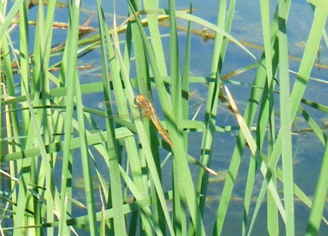 Orthetrum cancellatum predatore di altre libellule